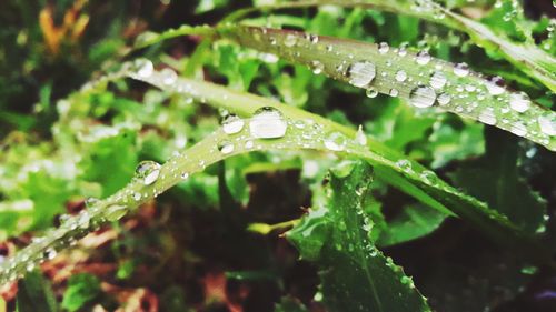 Close-up of dew drops on grass