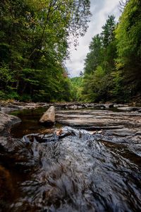 View of stream in forest