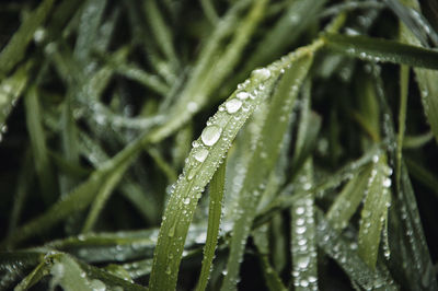 Close-up of water drops on grass during rainy season