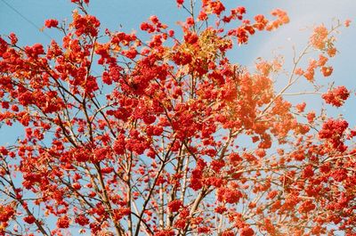 Low angle view of autumn tree against sky