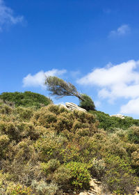 Low angle view of plants against sky