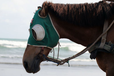 Close-up of a horse