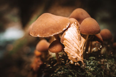 Close-up of mushrooms growing on field