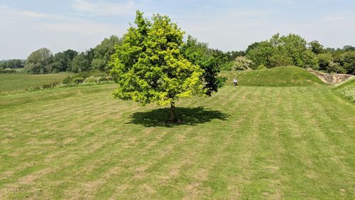 Trees on field against sky