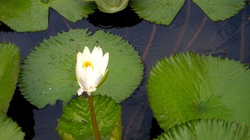 High angle view of lotus water lily in pond