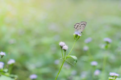 Close-up of butterfly pollinating on flower