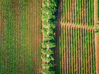 High angle view of plants growing on field
