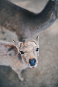 High angle view of an animal