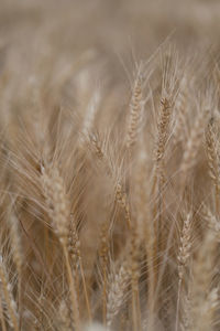 Close-up of wheat growing on field