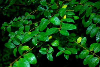 High angle view of raindrops on leaves