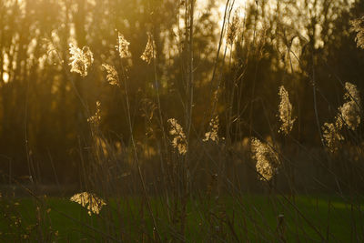 Close-up of grass on field