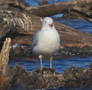 Close-up of bird perching on shore