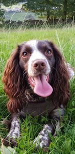 Close-up portrait of a dog