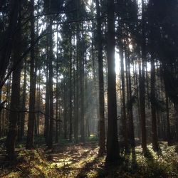 Sunlight streaming through trees in forest