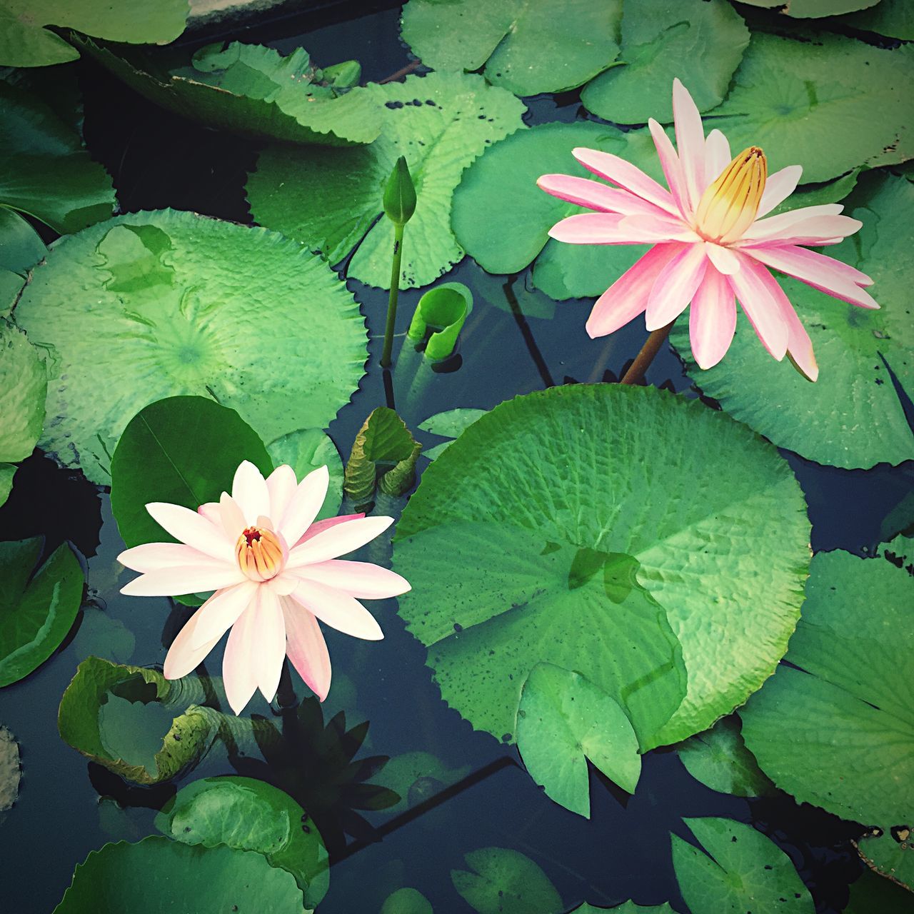leaf, flower, freshness, petal, fragility, growth, water lily, flower head, beauty in nature, water, pond, plant, nature, high angle view, green color, blooming, floating on water, close-up, lotus water lily, in bloom