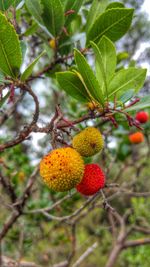 Close-up of fruits on tree