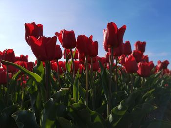 Close-up of red flowering plants on field against sky