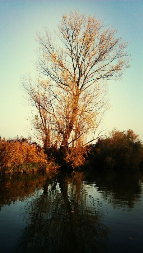 tree, water, tranquility, lake, tranquil scene, reflection, clear sky, scenics, beauty in nature, nature, bare tree, waterfront, branch, autumn, sky, idyllic, growth, river, outdoors, non-urban scene