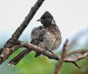 Bird portraits