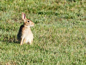 Close-up of a rabbit on field