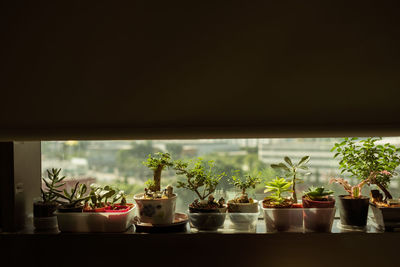 Potted plants on window sill