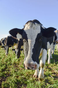 Cows on field