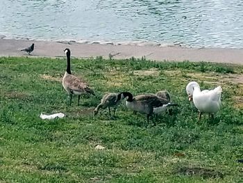 Birds in a lake