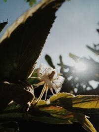 Close-up of insect against sky