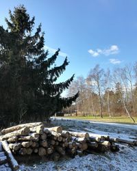 Logs by trees against sky