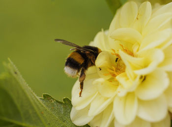 Close-up of bee pollinating on flower