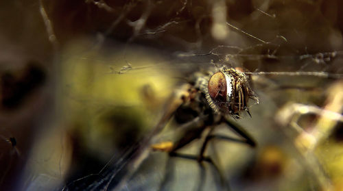 Close-up of fly stuck in spider web
