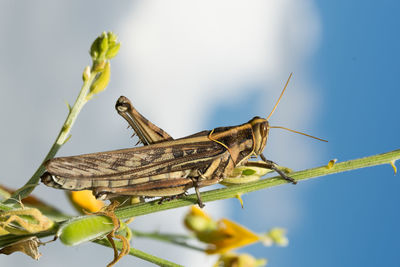 Close-up of bombay locust perching on plant