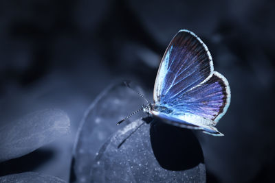 Close-up of butterfly on flower