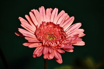 Close-up of pink flower