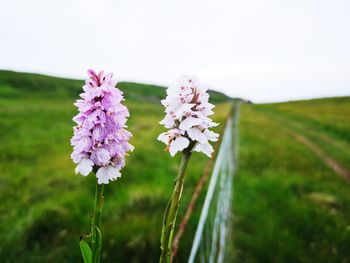 Close-up of purple flowering plant on field against sky