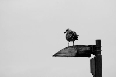 Low angle view of bird perching against clear sky