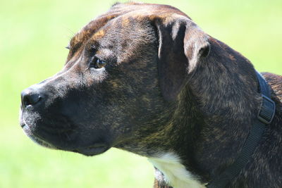 Close-up of a dog looking away