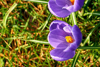 Close-up of purple crocus flower on field