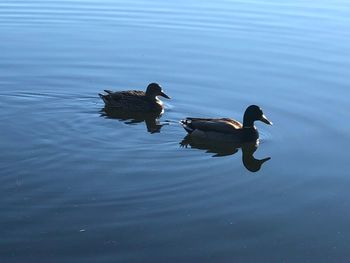 Ducks swimming in lake