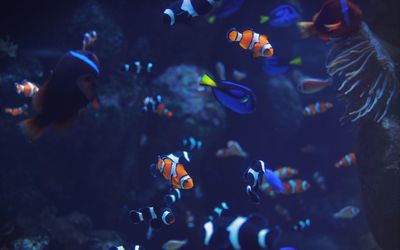 Fishes swimming in aquarium