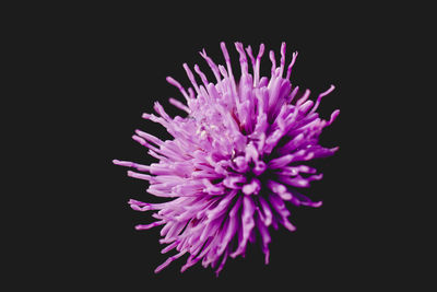Close-up of flower over black background