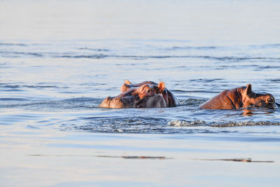 View of horse swimming in sea