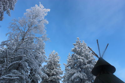 Low angle view of frozen trees against blue sky