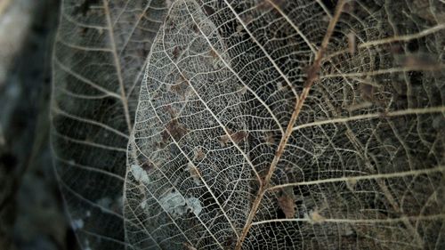 Close-up of dry leaf vein