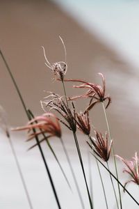 Close-up of insect on plant