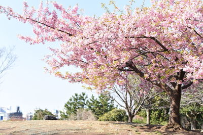 Pink cherry blossom tree in park