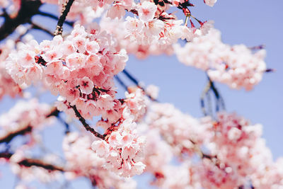 Low angle view of cherry blossom