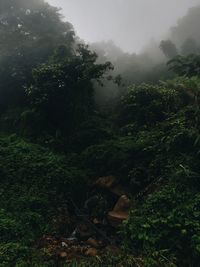 Trees in forest