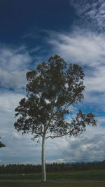 Tree on field against sky