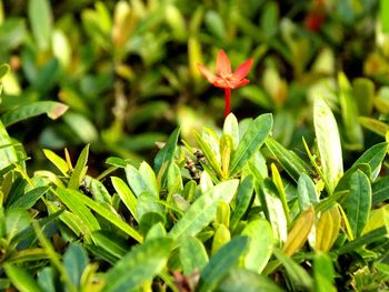 Close-up of butterfly on plant